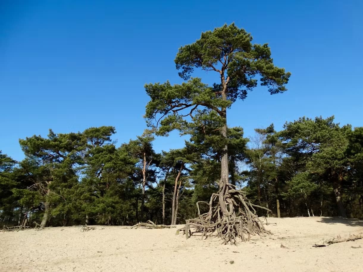 Root tree in Bosch en Duin